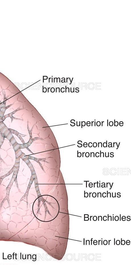 Illustrate the respiratory system​-example-3