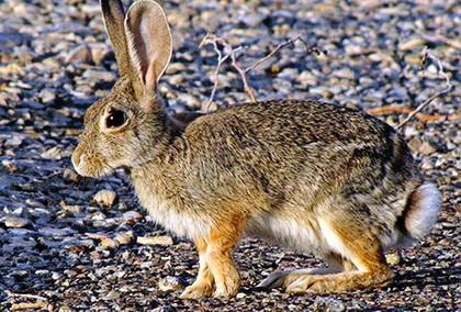 What kind of adaptation are the ears on a rabbit​-example-1