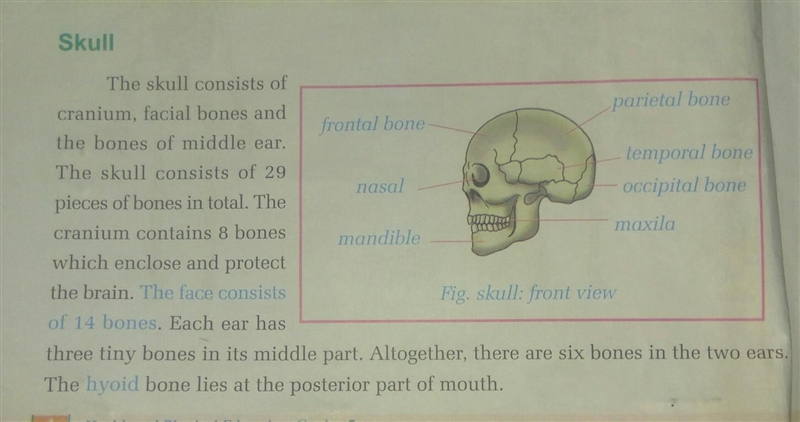 A human skull is ?????-example-1