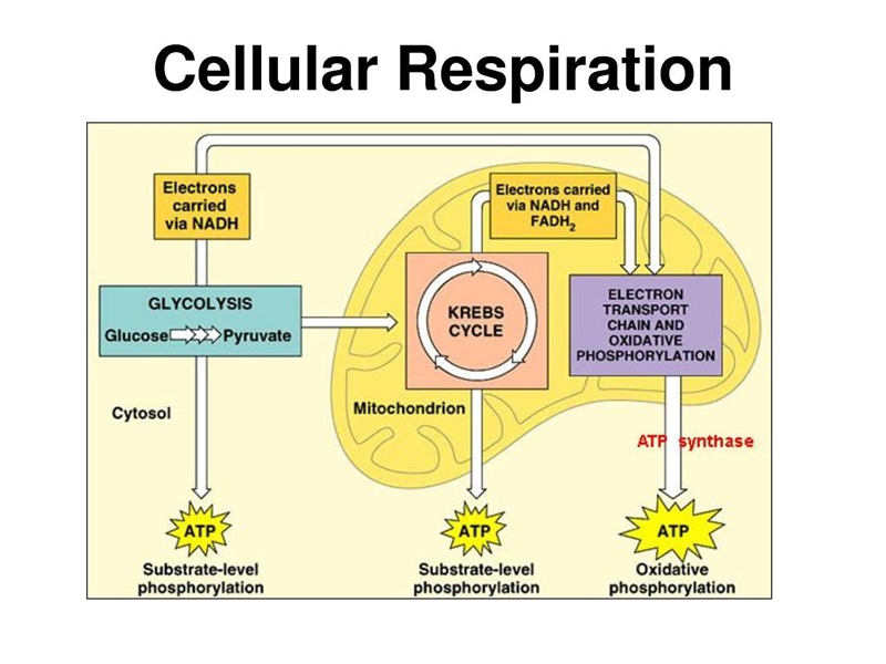 Which is the product of cellular respiration?-example-1