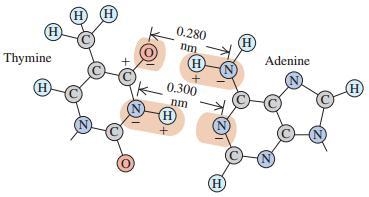 Calculate the net force that thymine exerts on adenine. To keep the calculations fairly-example-1