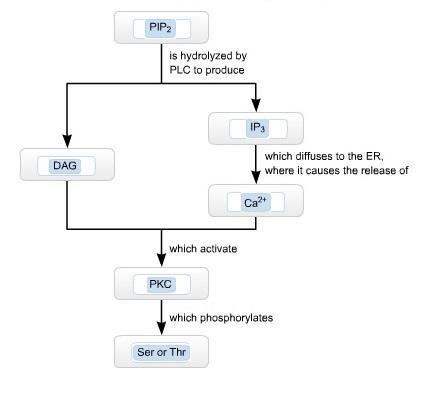 Some G protein‑coupled receptors are sensitive to hormones such as angiotensin II-example-1