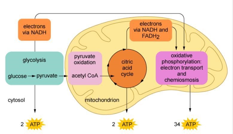 The figure shows the metabolic pathway for aerobic respiration. What part of the process-example-1