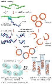 What is restriction enzymes and what is it’s purpose?-example-2