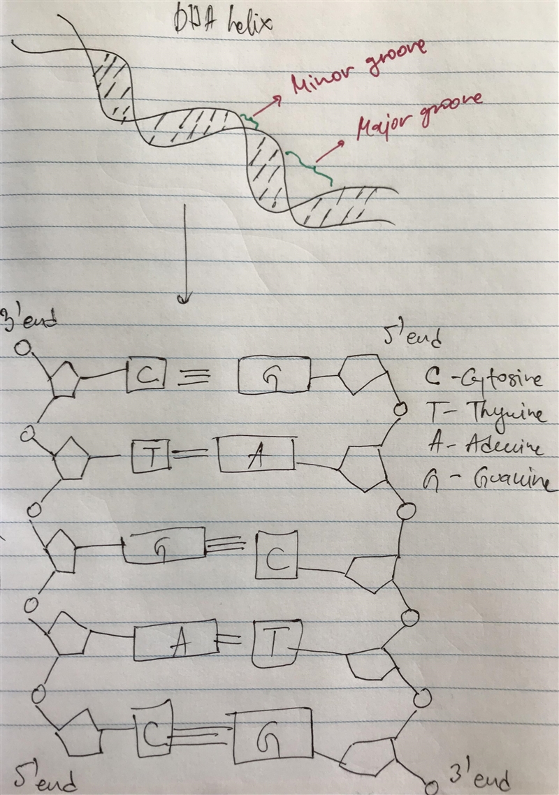 Which of the following statements about DNA are true? The bases are located inside-example-1