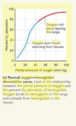 At normal blood pH pH (7.4), hemoglobin is 80 80 % saturated at a partial pressure-example-1