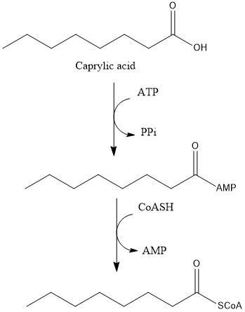 Caprylic acid, CH₃-(CH₂)₄-CH₂-CH₂-COOH, is a fatty acid. a. Draw the condensed structural-example-1