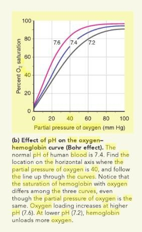 At normal blood pH pH (7.4), hemoglobin is 80 80 % saturated at a partial pressure-example-2