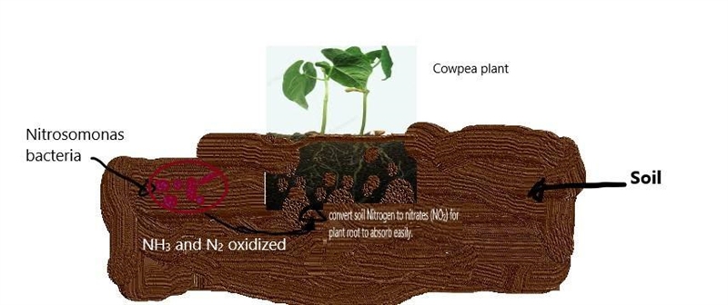 By means of a schematic diagram show how a bacteria cell applied to the region of-example-1