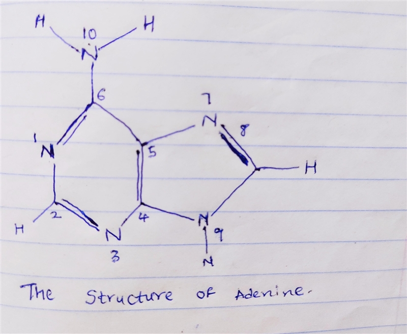 How many π electrons are there in adenine? State which atoms contribute one electron-example-1