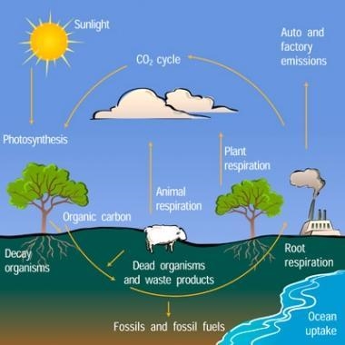 Type several paragraphs describing the full carbon cycle in detail.-example-1