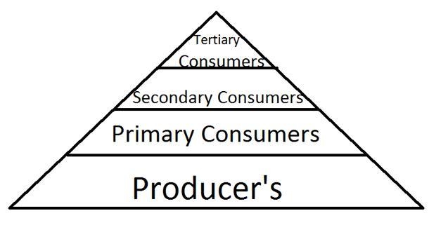 Which of the following representations shows the correct placement of trophic levels-example-1