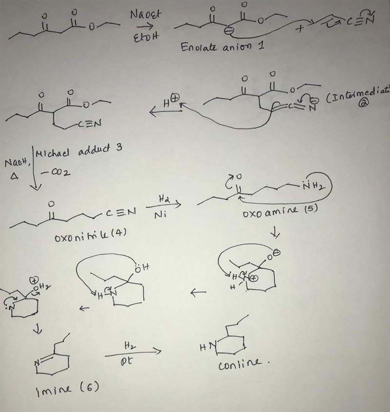 Coniine, C8H17N, is the toxic principle of the poison hemlock drunk by Socrates. It-example-1