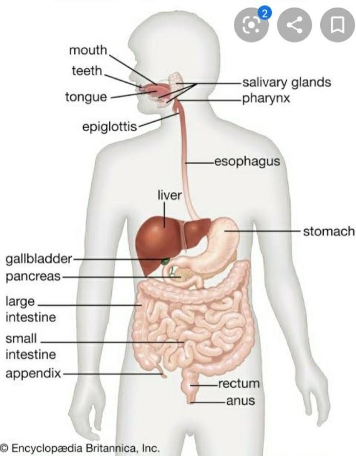 Draw a well-labelled diagram showing how your body digests food​-example-1