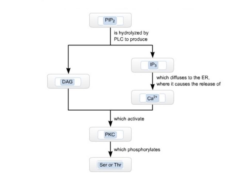 Some G protein‑coupled receptors are sensitive to hormones such as angiotensin II-example-1