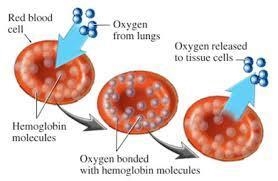 In cellular respiration, animals use oxygen (O2) to harvest energy from their food-example-1