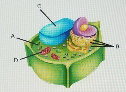 Which two structures produce energy that cells can use? O A and B O B and C OC and-example-1