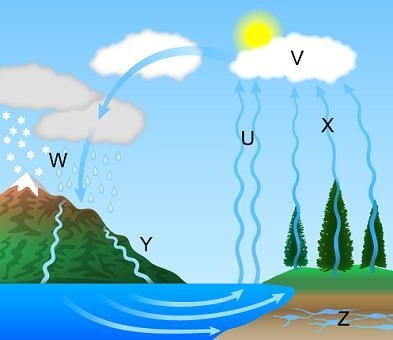 The diagram illustrates the water cycle. Parts of the water cycle labeled U through-example-1