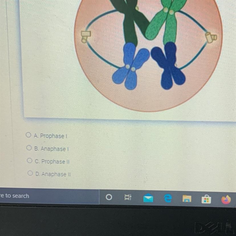 Which step is this ?prophase I, Anaphase I, prophase II, Anaphase II-example-1