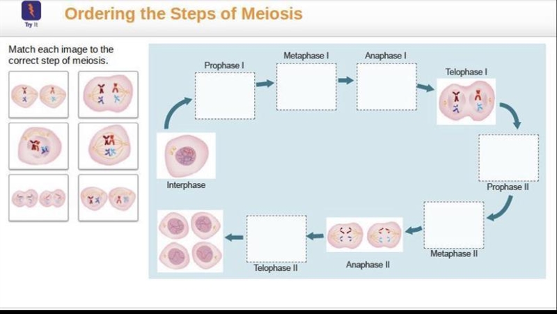 PLSSS HELP Match each image to the correct step of meiosis. PLS HELP-example-1