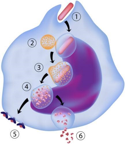 NEED HELP ASAP!!!!!!!!! The process labeled #6 in this picture is known as A. endocytosis-example-1