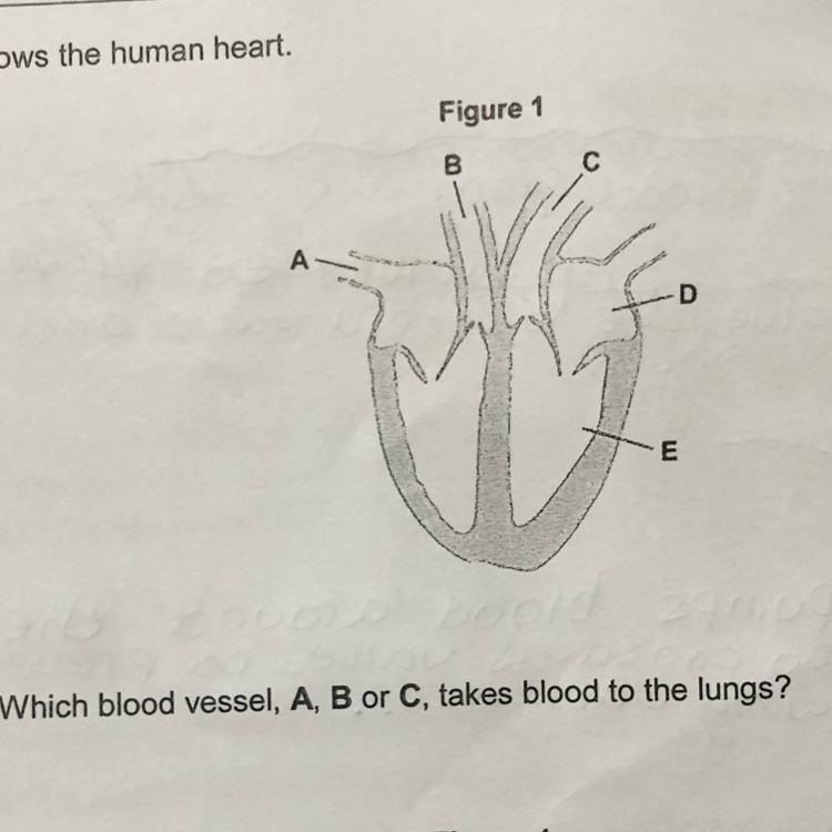 Anyone know this ???-example-1