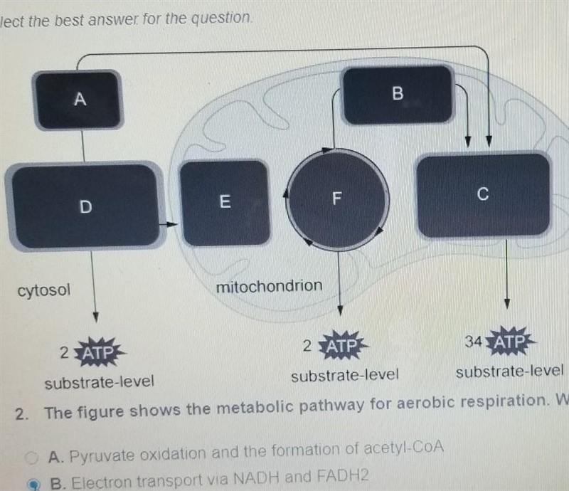 The figure shows the metabolic pathway for aerobic respiration. What part of the process-example-1