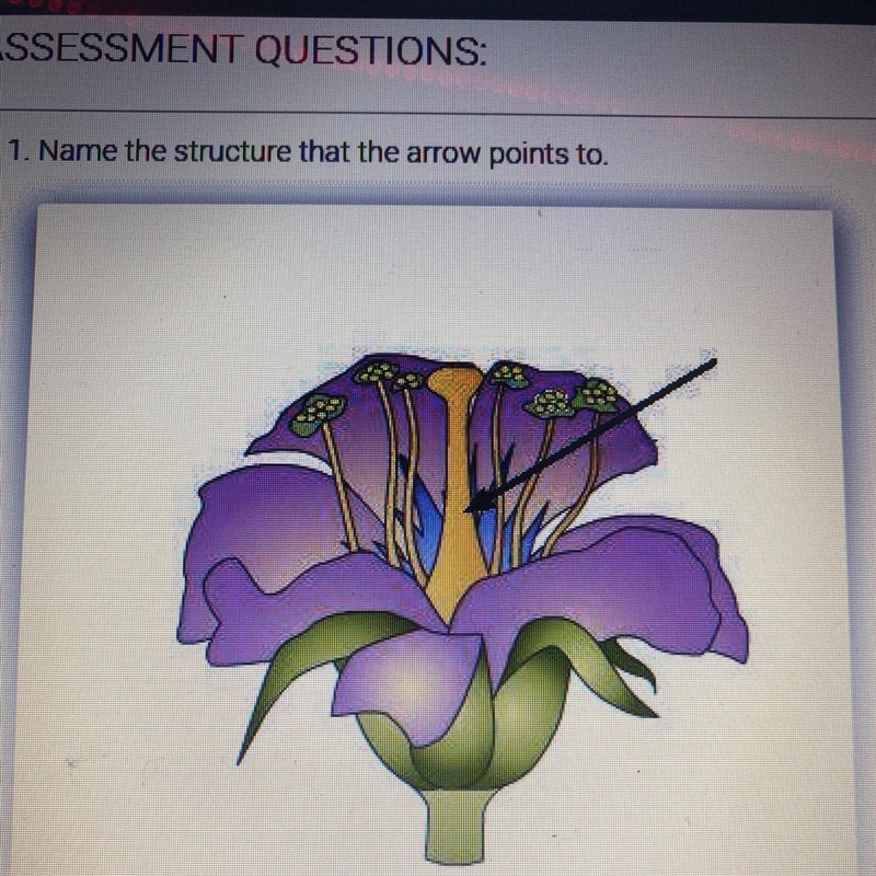 1. Name the structure that the arrow points to-example-1