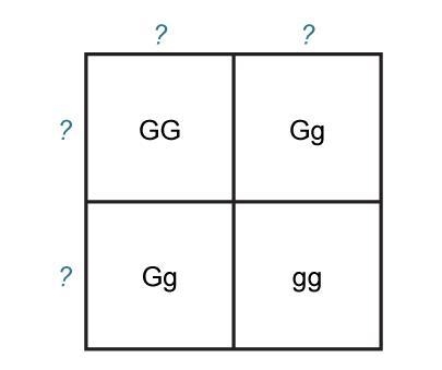 he Punnett square shows the possible genotype combinations for the offspring of two-example-1