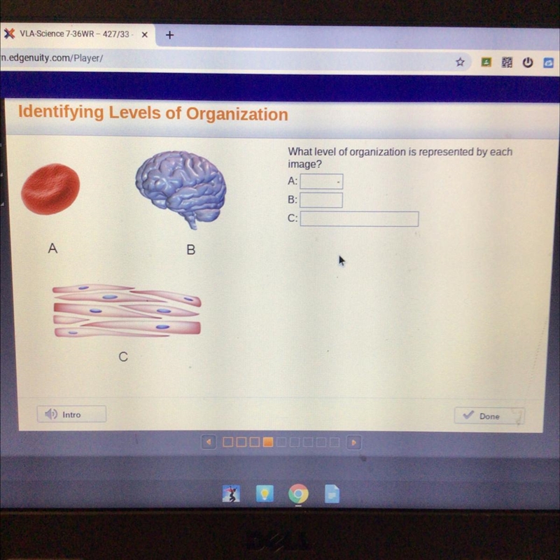 Levels of Organization What level of organization is represented by each image? A-example-1