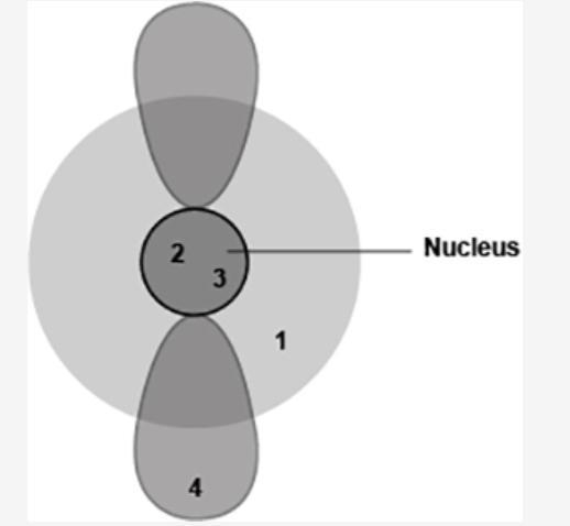 Question 1 (Worth 3 points) (02.04 MC) The diagram shows four different locations-example-1