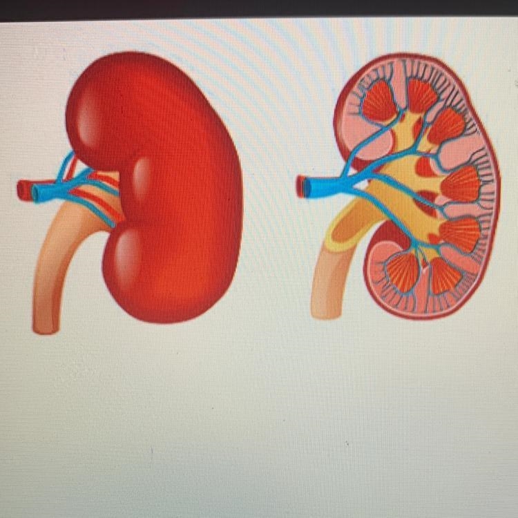 Which level of organization is pictured? O organelle O cell 0 tissue organ-example-1