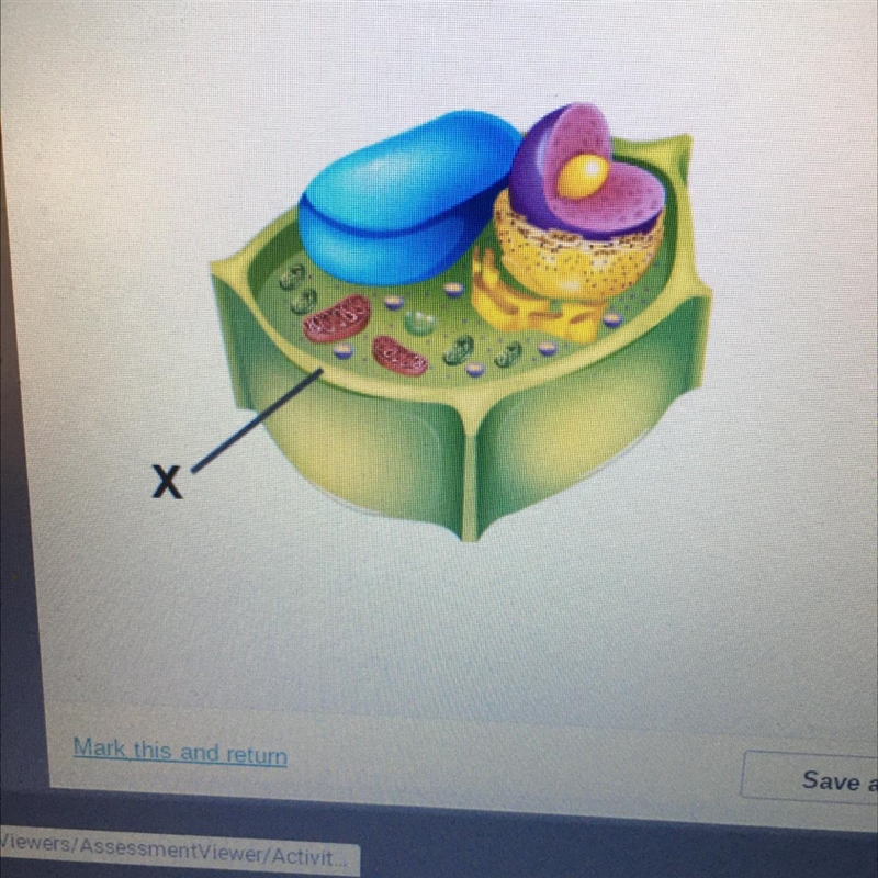 Which organelle is marked with an X?-example-1