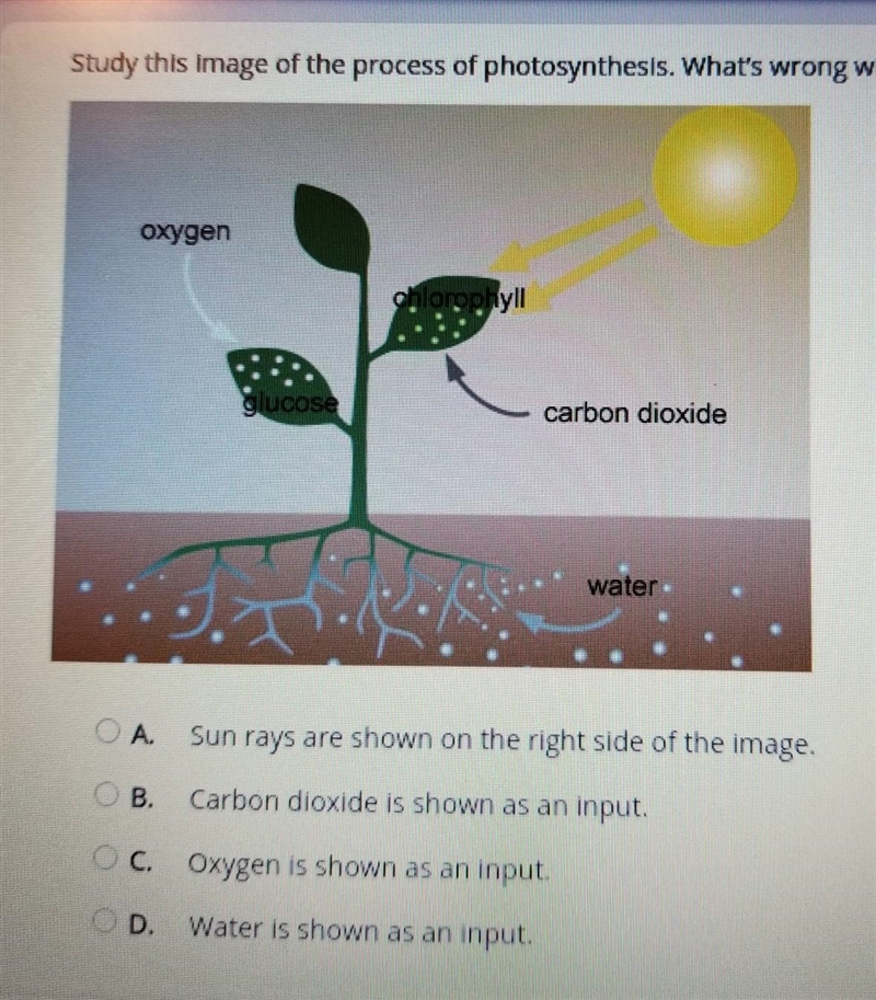 Study this image of the process of photosynthesis. What's wrong with the image? oxygen-example-1