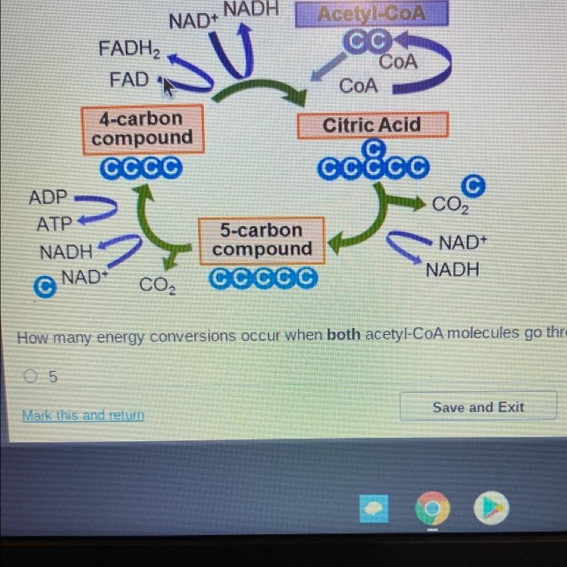 The diagram below shows the energy conversions of the Krebs cycle, which is part of-example-1