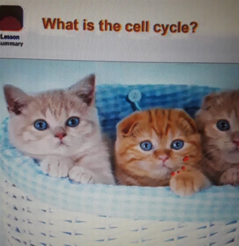 What is the cell cycle? plz help, ASAP​-example-1