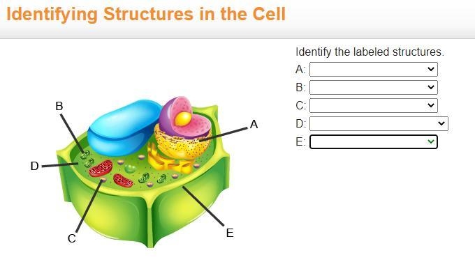 I need help plz for i dont understand this and dont answer if you dont know the answer-example-1