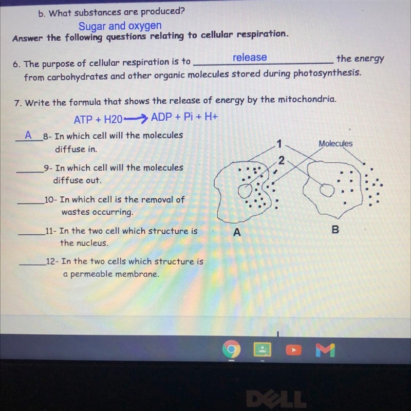 In which cell will the molecules diffuse out A or B-example-1