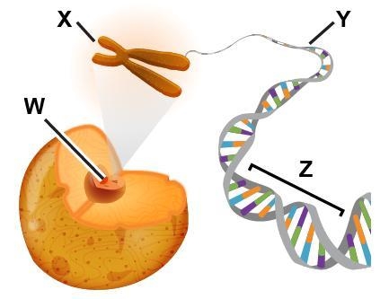 The diagram shows genetic structures. Which label best represents the area marked-example-1