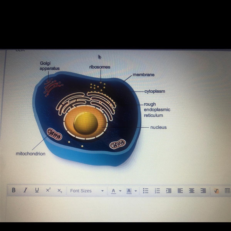 The diagram shows a model of an animal cell. Explain how you'd modify the model to-example-1