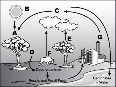 Study the picture below. What does arrow F represent? Which one?? A. Photosynthesis-example-1