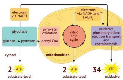 I NEED HELP PLEASE, THANKS! :) Respiration is a three-step process that breaks down-example-1