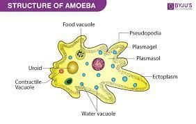 What is meant by amoeba and what is the name of its parts​-example-1