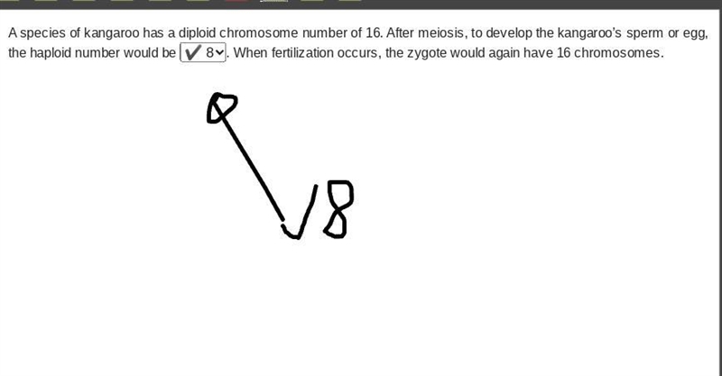 A species of kangaroo has a diploid chromosome number of 16. After meiosis, to develop-example-1