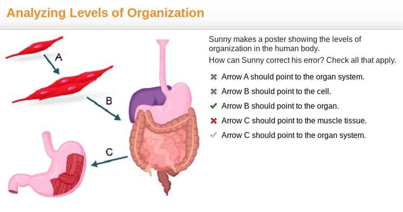 Sunny makes a poster showing the levels of organization. How can Sunny correct his-example-1