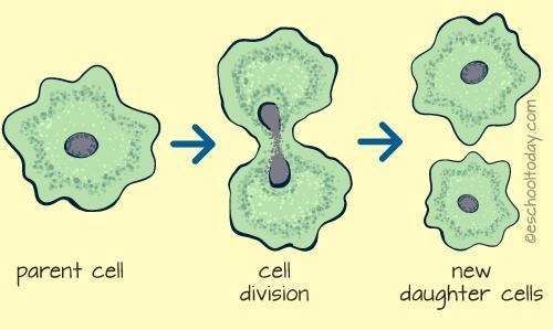 Which sequence best describes asexual reproduction?-example-1