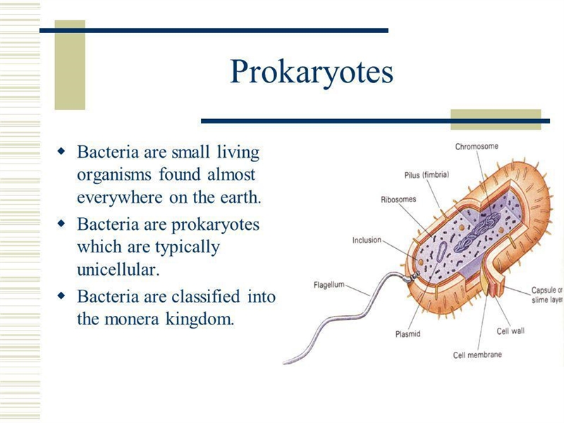 Most bacteria are... 100 points! A. unicellular eukaryotes. B. unicellular prokaryotes-example-1