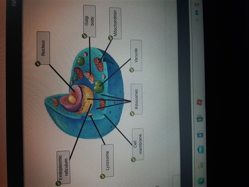 Match the labels to the diagram. Cell Vacuole membrane Nucleus Endoplasmic reticulum-example-1