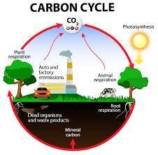 Meaning of carbon cycle​-example-1