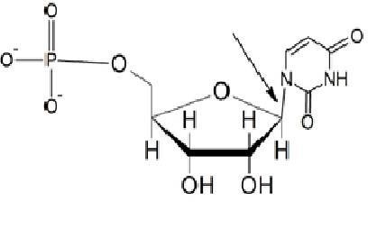 . Sketch the nucleotide being described: it uses a monosaccharide present in RNA, and-example-1